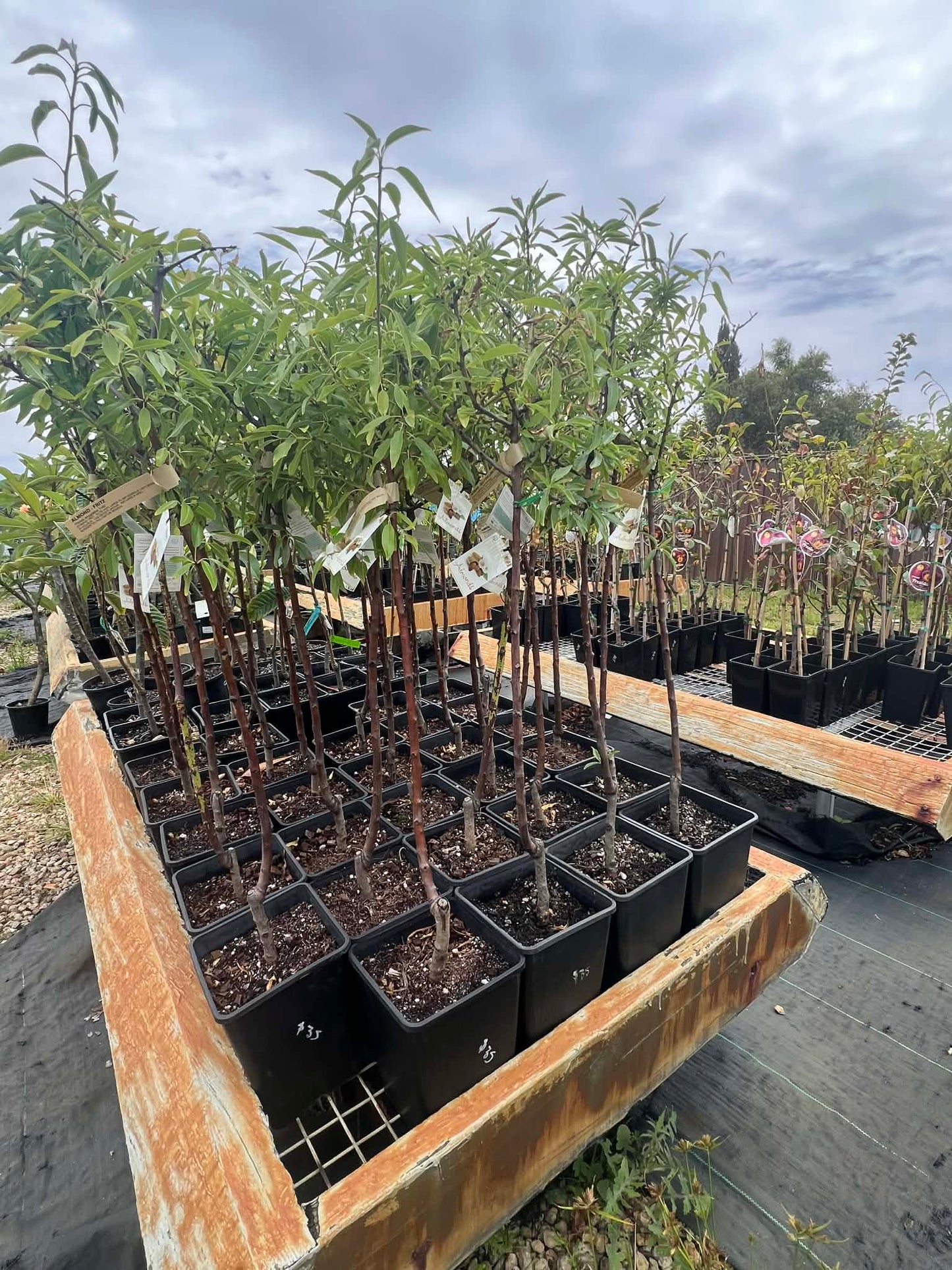 Almond Tree Fritz Variety