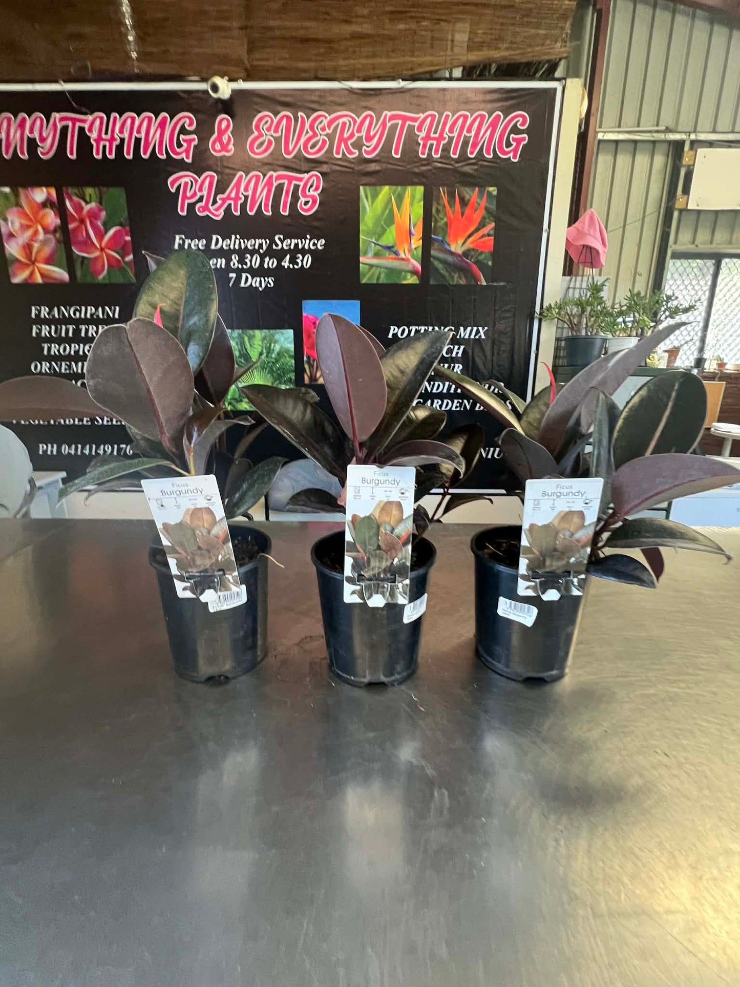 Ficus Burgundy Variety