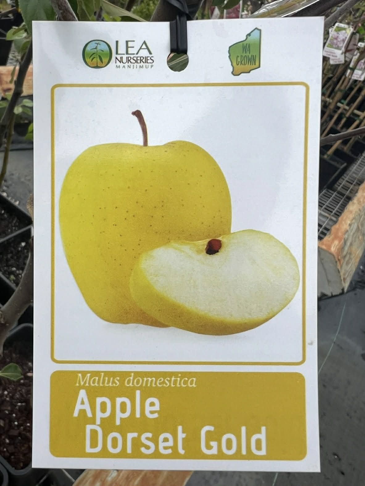 Apple Dorset Gold Variety