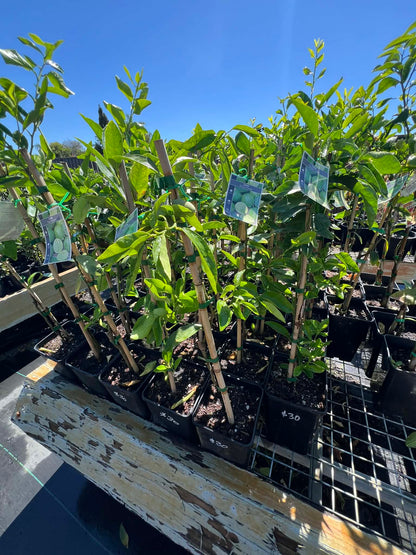 Lime Tahitian Variety