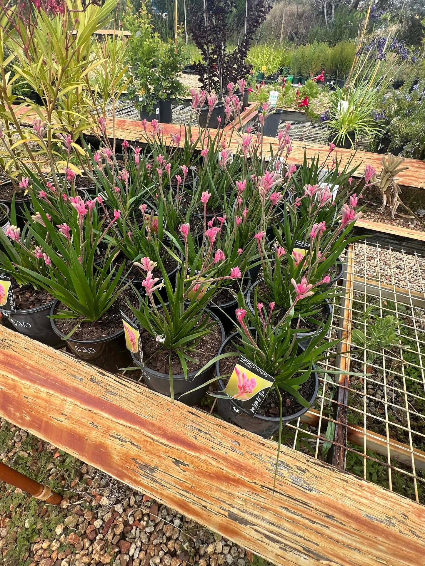 Kangaroo Paw Pink Beauty Variety