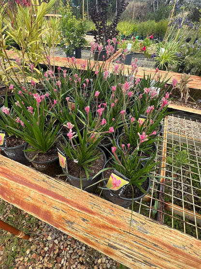 Kangaroo Paw Pink Beauty Variety