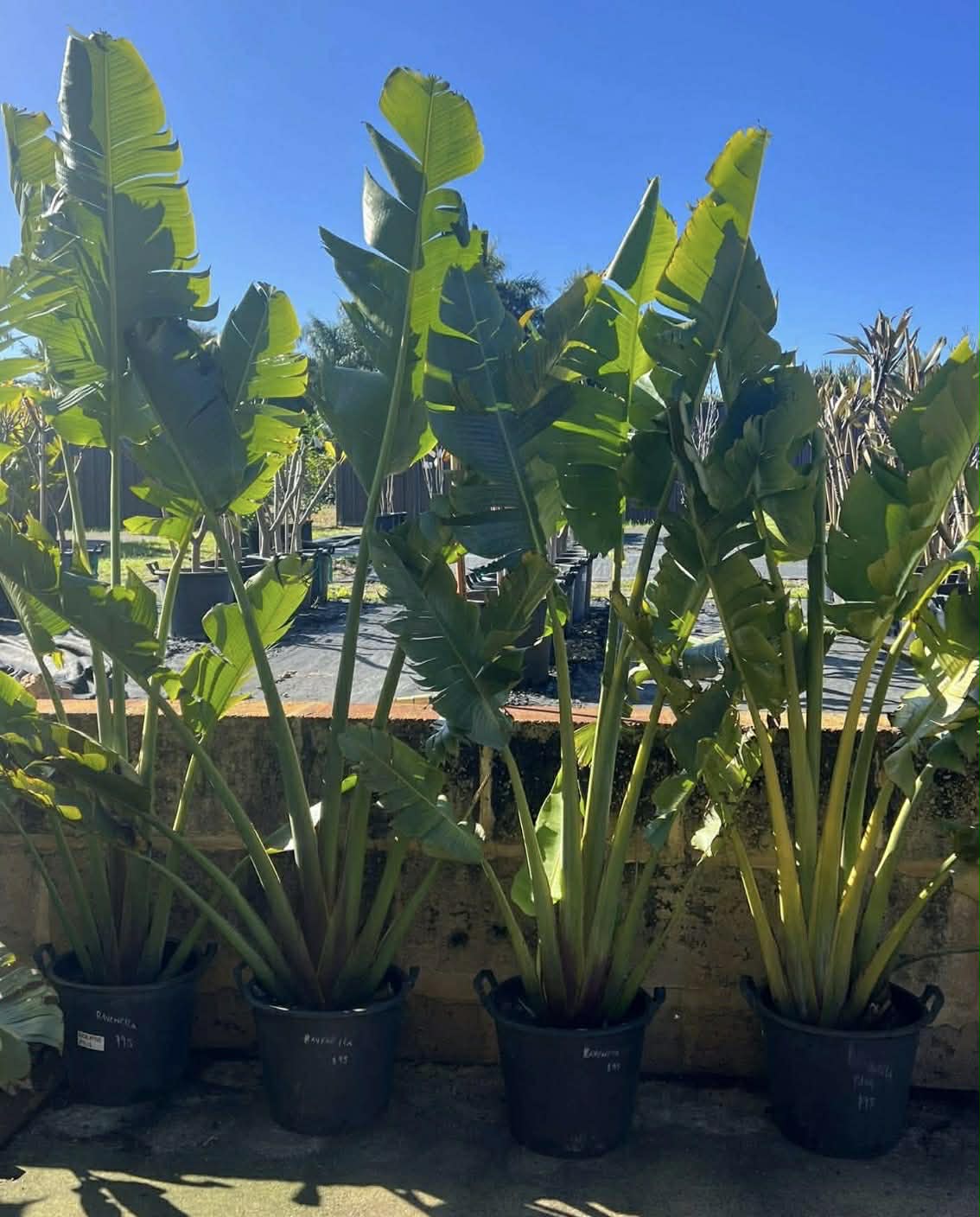 White Giant Bird Of Paradise