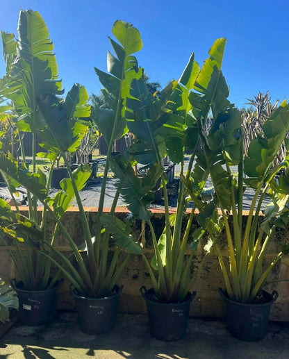 White Giant Bird Of Paradise