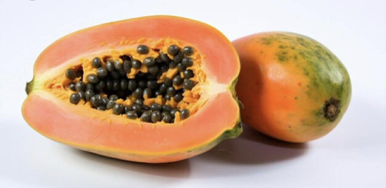 Bisexual Red Paw Paw (Standard Size)