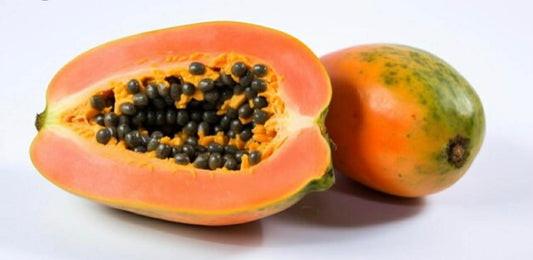 Bisexual Red Paw Paw (Standard Size)