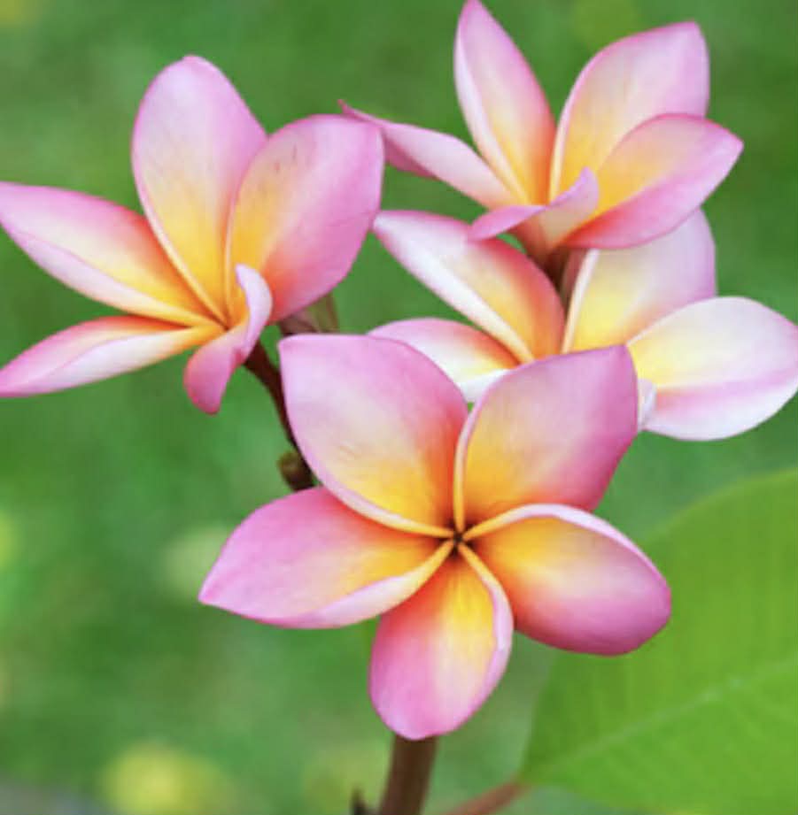 Frangipani Valentine Perfume Blush