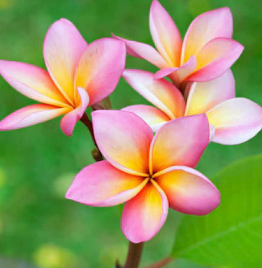 Frangipani Valentine Perfume Blush