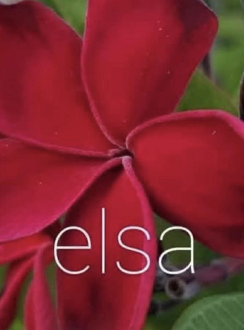 Special Elsa Frangipani