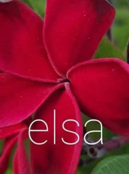 Special Elsa Frangipani
