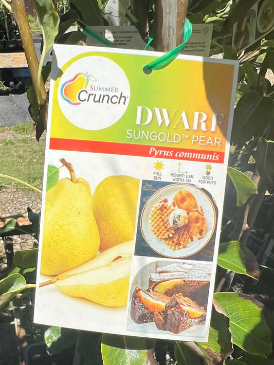 Dwarf Sungold Pear