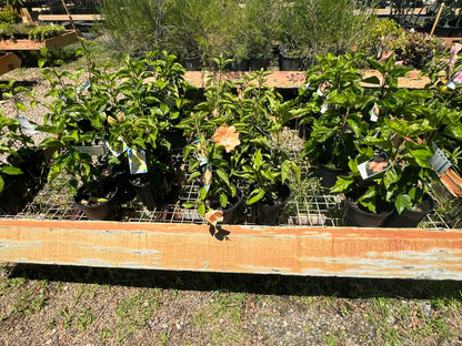 Hibiscus Mrs Tompkins