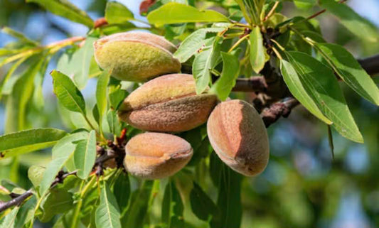 Almond Tree Fritz Variety