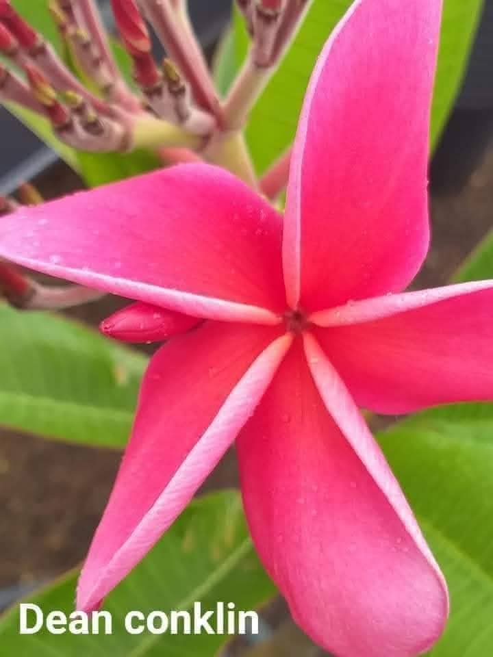 Frangipani Dean conklin