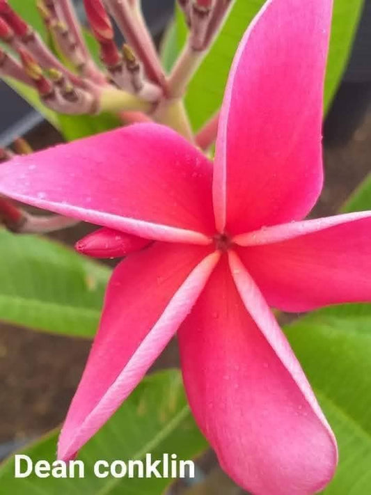 Frangipani Dean conklin