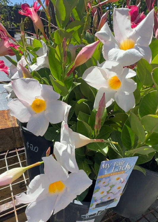 Mandevilla My Fair Lady Variety
