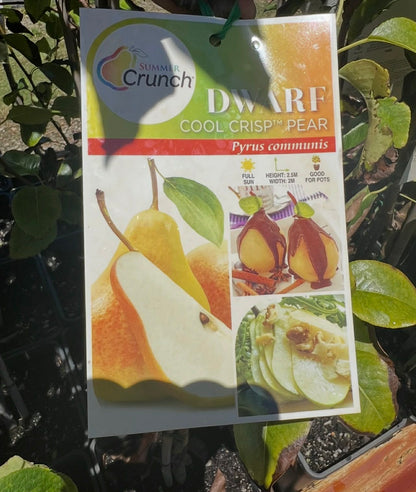 Dwarf Cool Crisp Pear