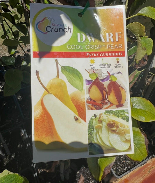Dwarf Cool Crisp Pear