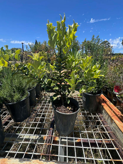 Metrosideros Springfire