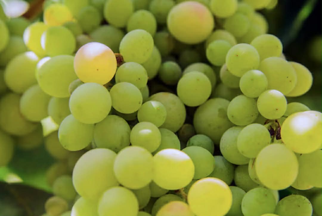 Grape Vine White Mascule Variety