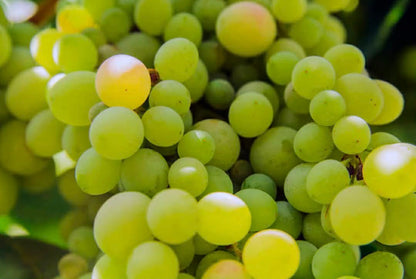 Grape Vine White Mascule Variety