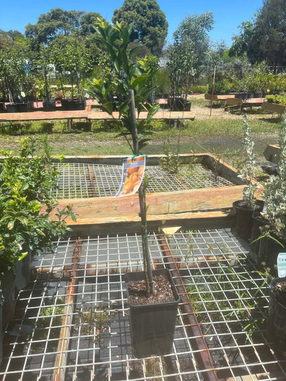 Mandarin Imperial Variety