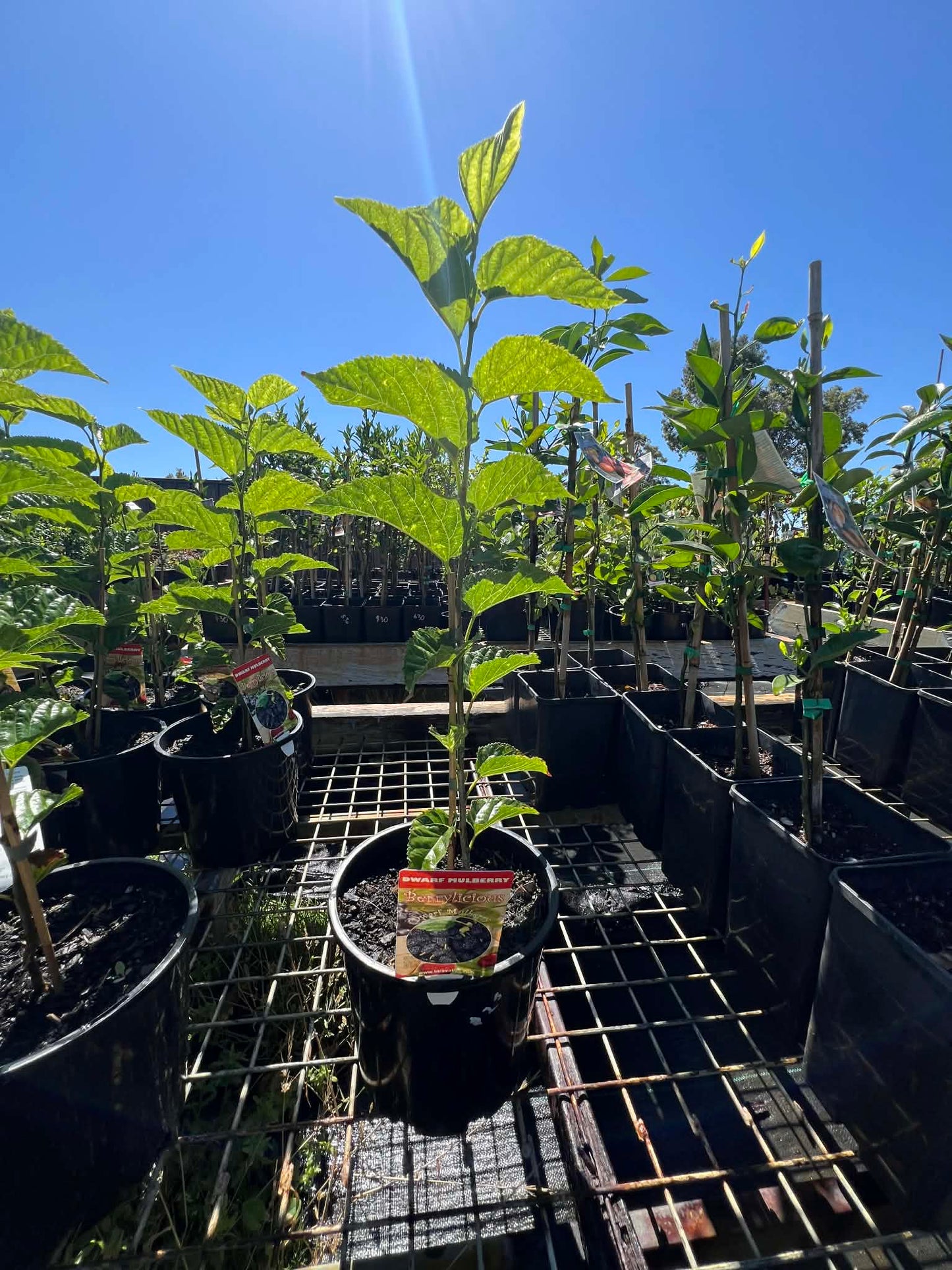 Dwarf Black Mulberry
