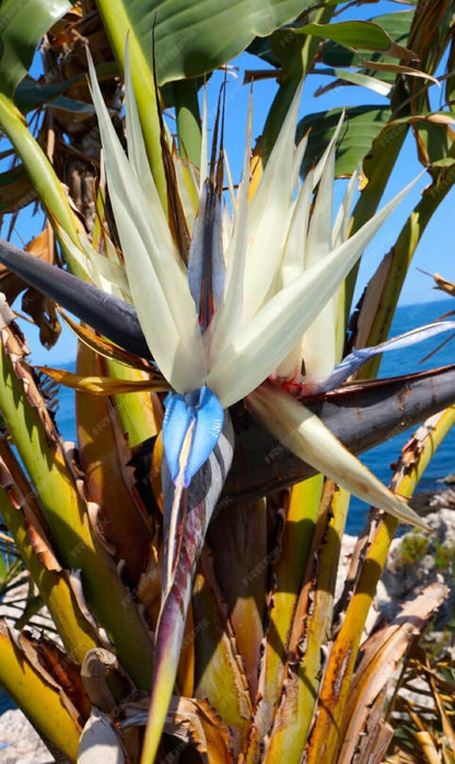 White Giant Bird Of Paradise