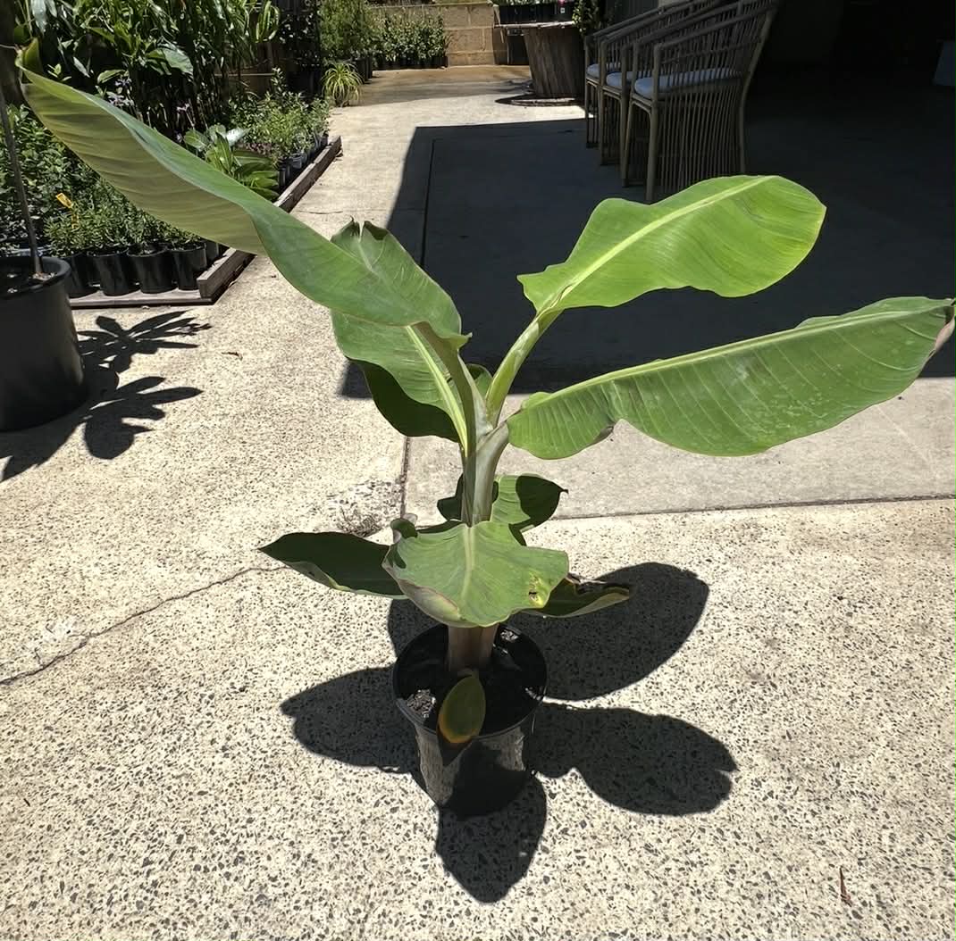 Banana Lady Finger Variety