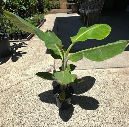 Banana Lady Finger Variety