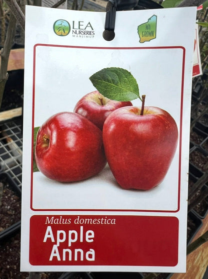 Apple Anna Variety