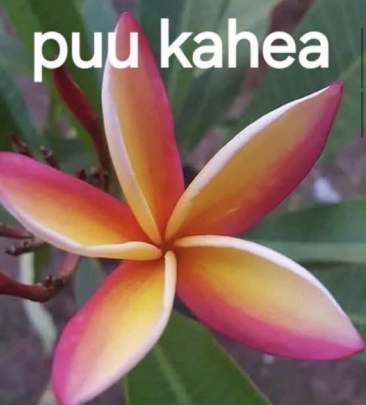 Frangipani Puu Kahea