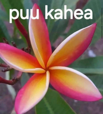 Frangipani Puu Kahea