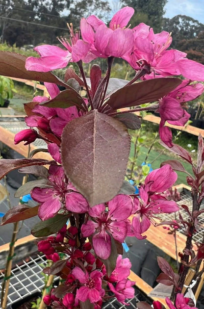 Crab Apples Malus Purpurea Variety