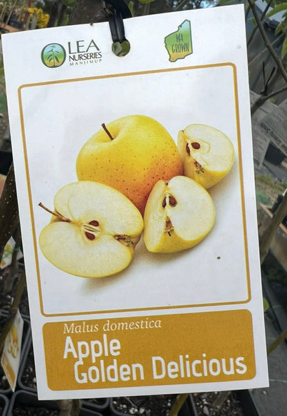 Apple Golden Delicious Variety