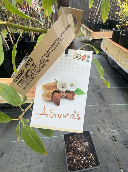 Almond Tree Fritz Variety