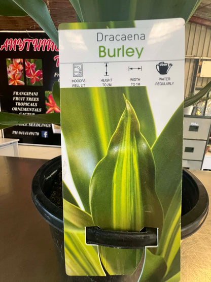 Dracaena Burley Variety