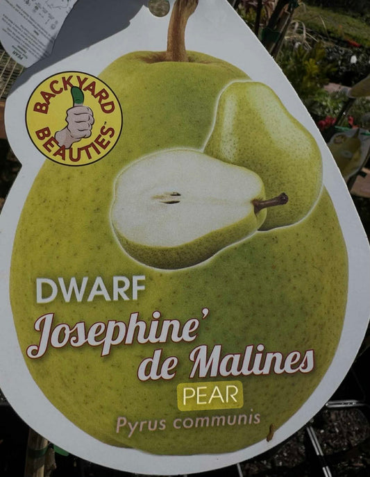 Dwarf Josephine De Malines Pear