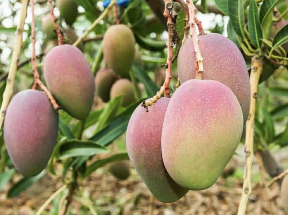 Mango Brooks Variety