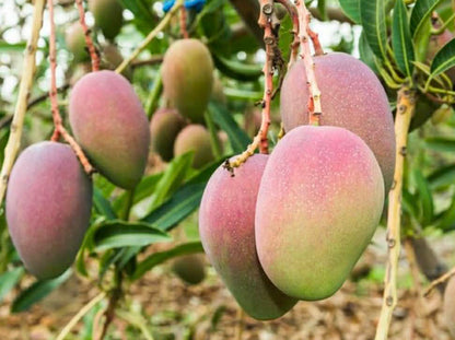 Mango Brooks Variety