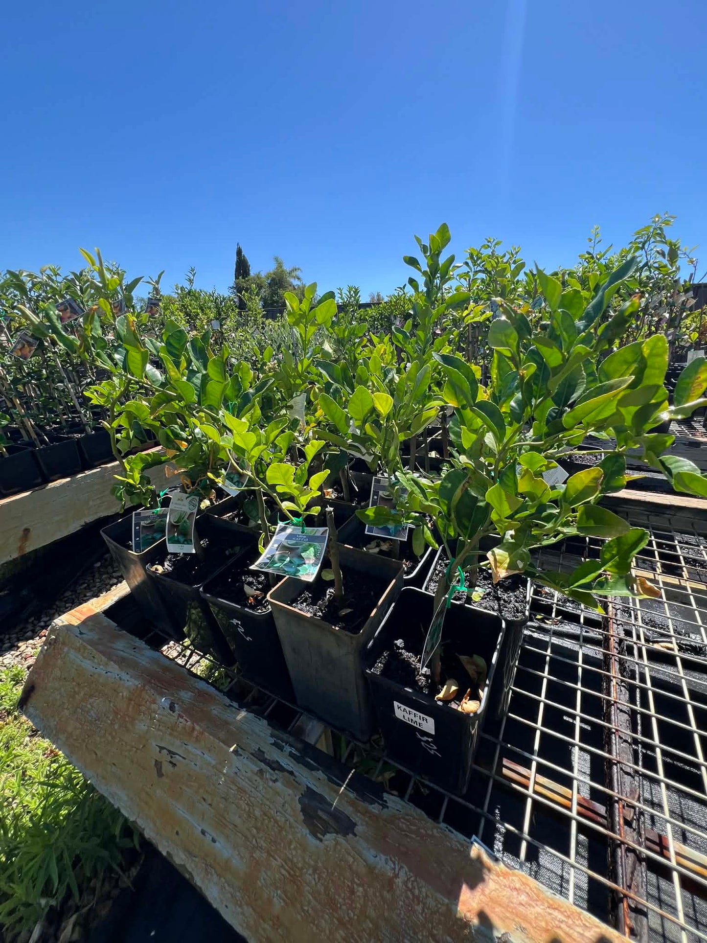 Lime Kaffir Variety