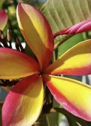 Special Hawiian Sunset frangipani