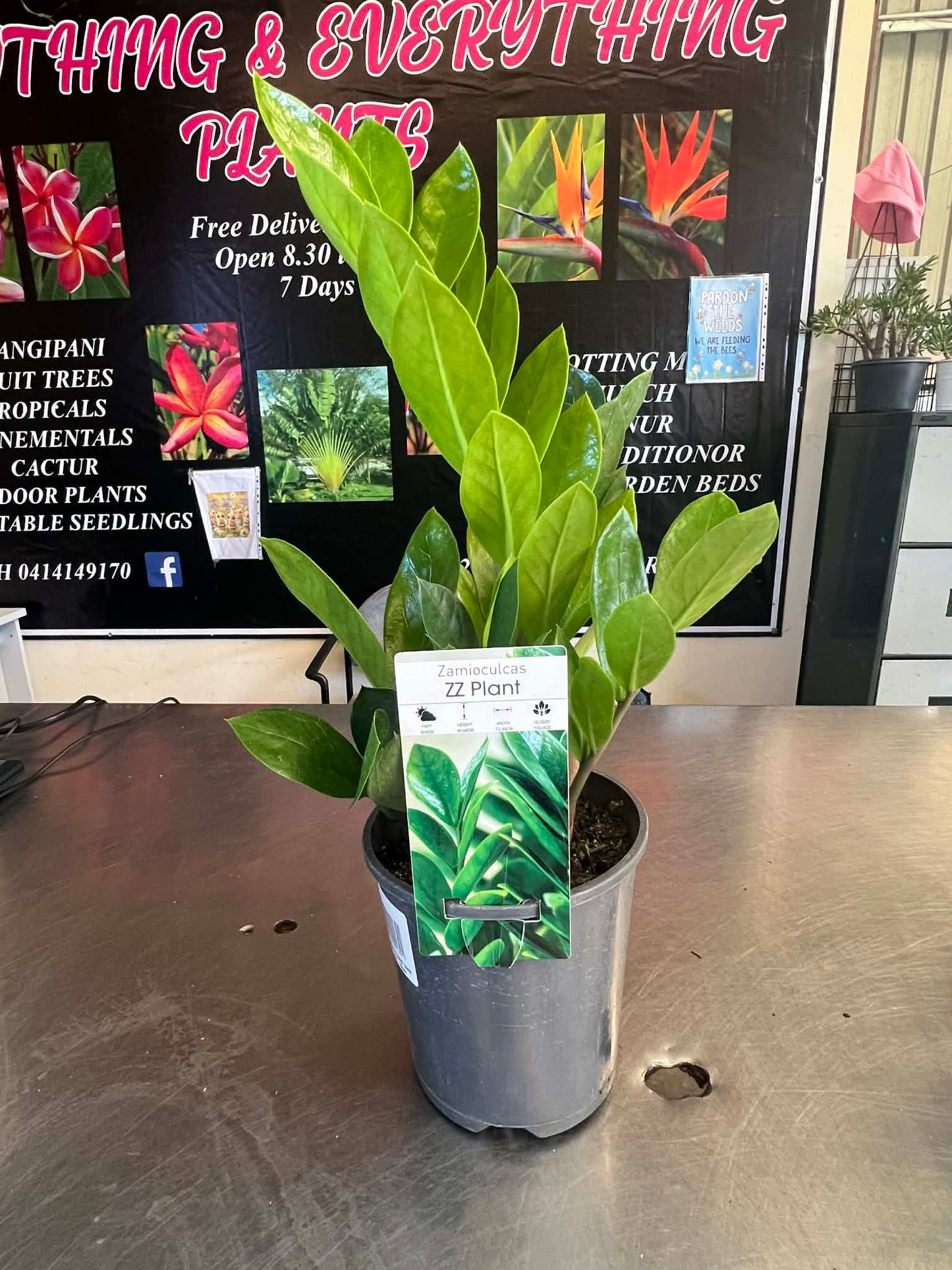 Zamioculcas ZeZe Plant