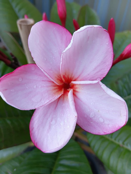 Frangipani Thai Lorraine