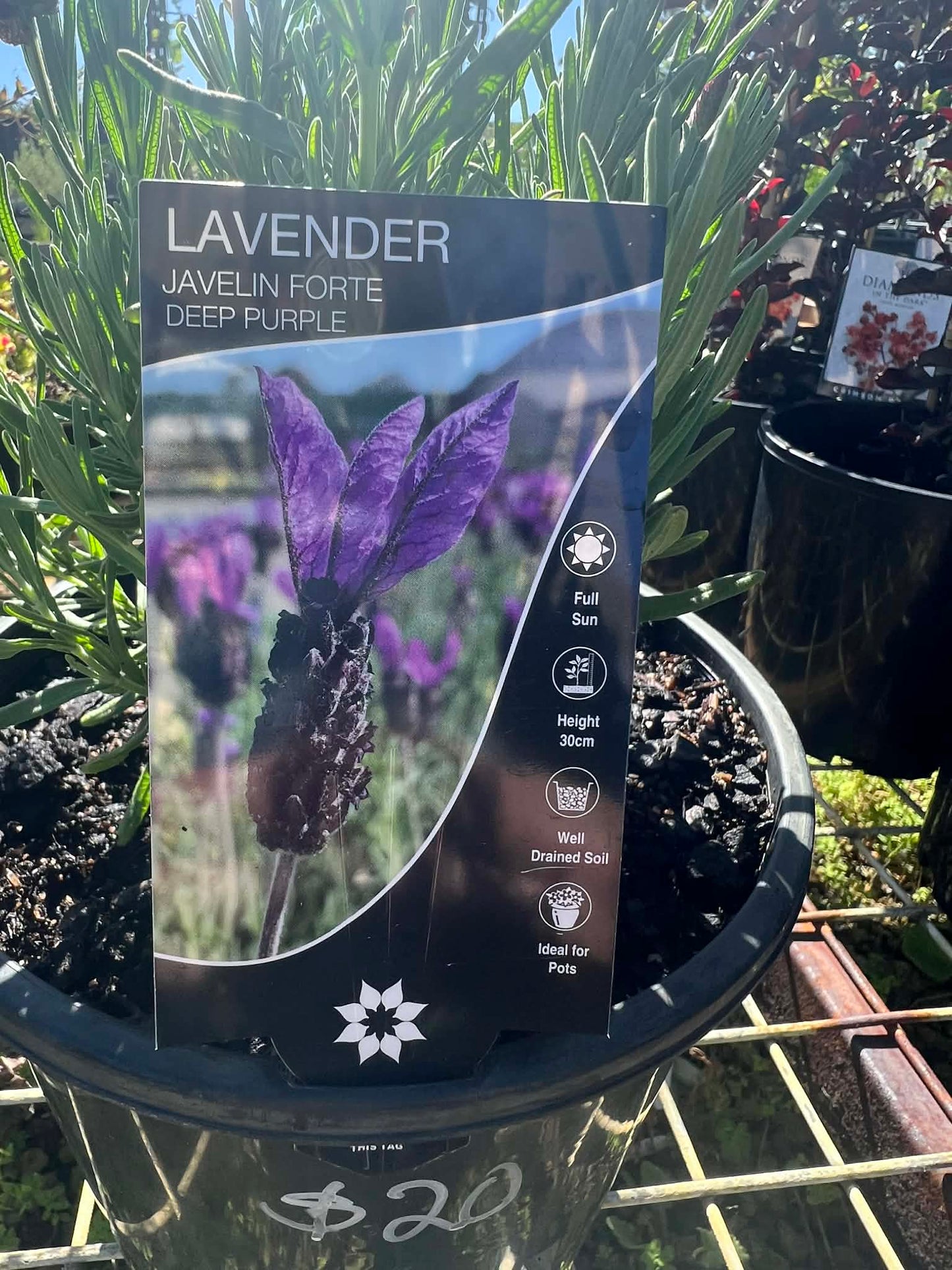 Lavender Javelin Forte Deep Purple