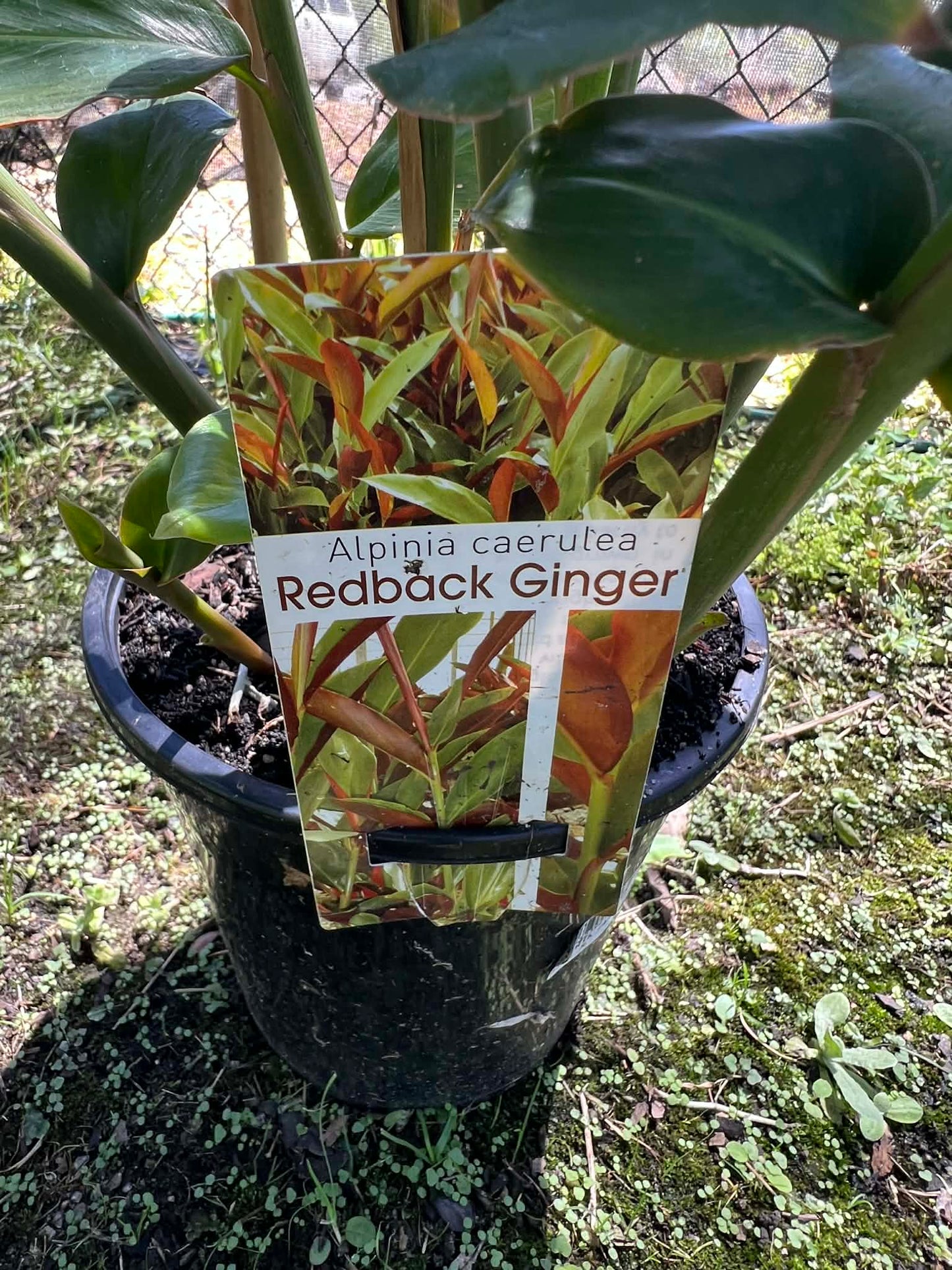 Redback Ginger