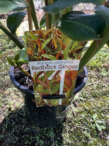 Redback Ginger