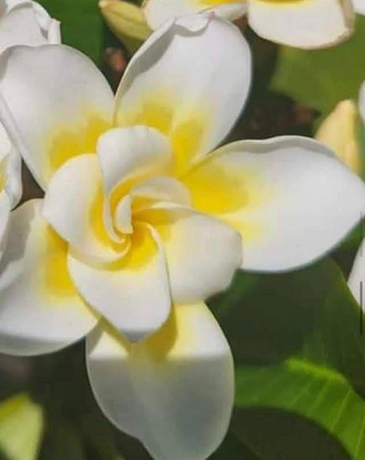 Frangipani Bali whirl