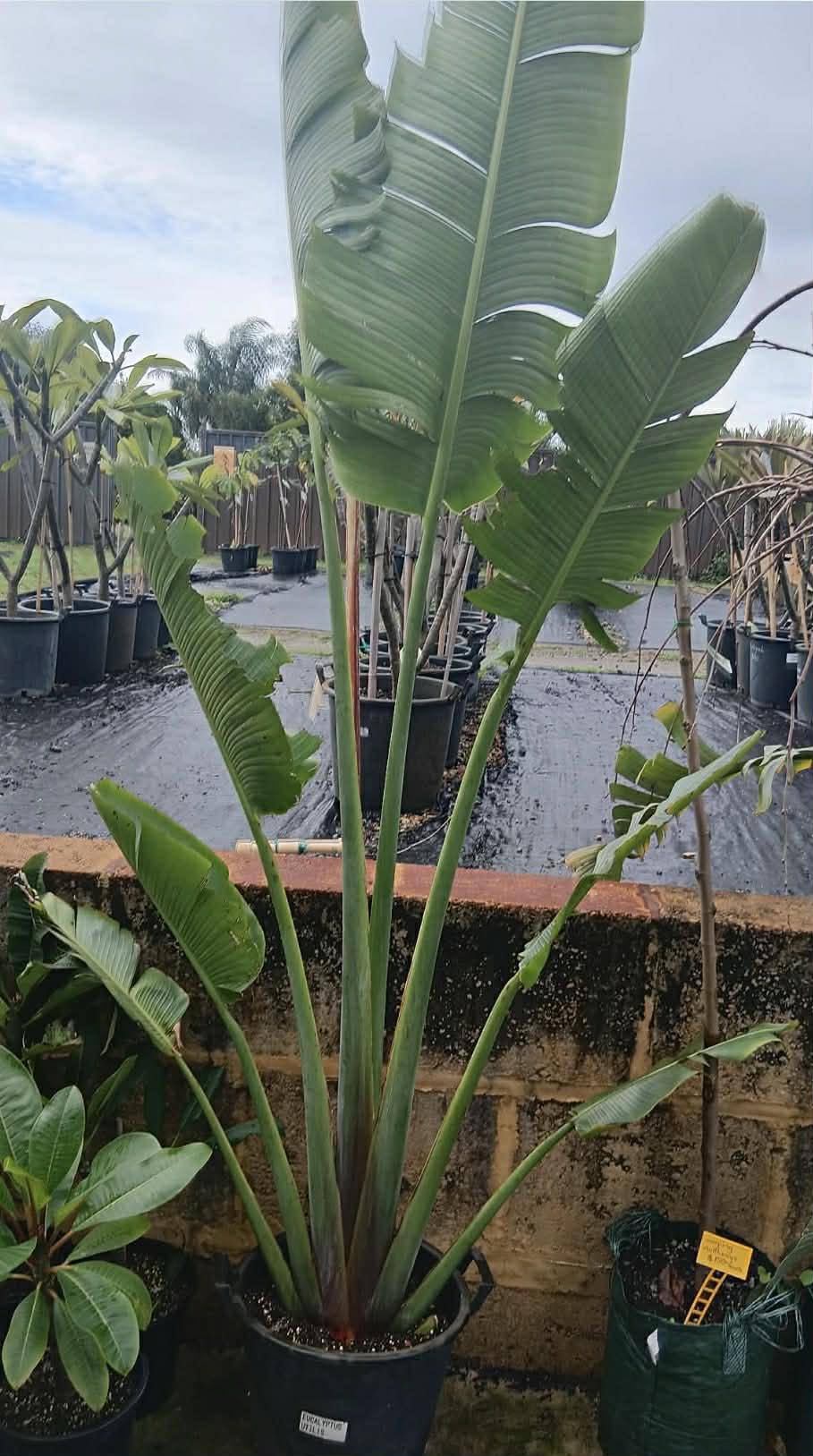 White Giant Bird Of Paradise