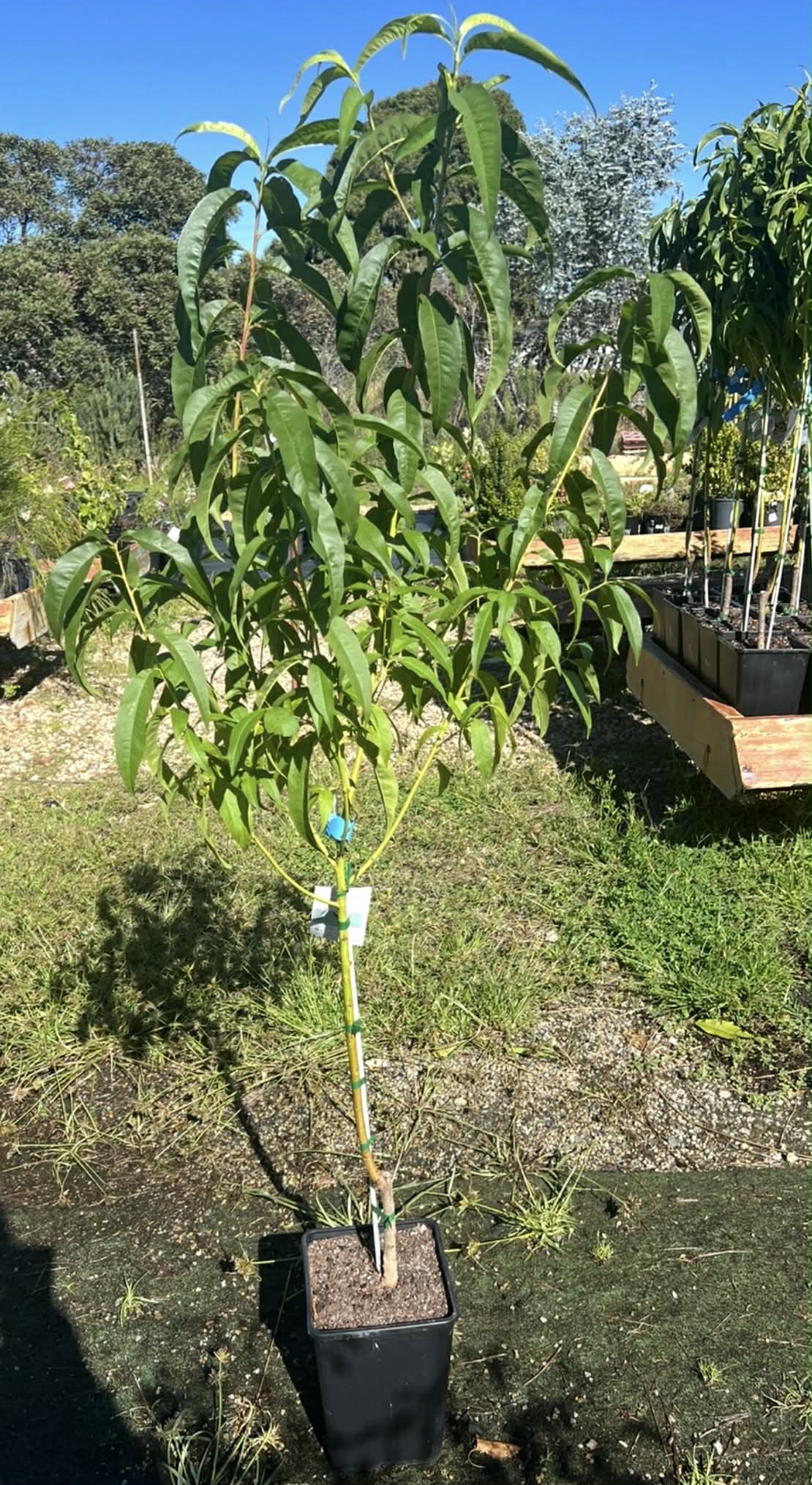 fantasia Nectarine